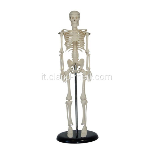 Mini scheletro 45CM